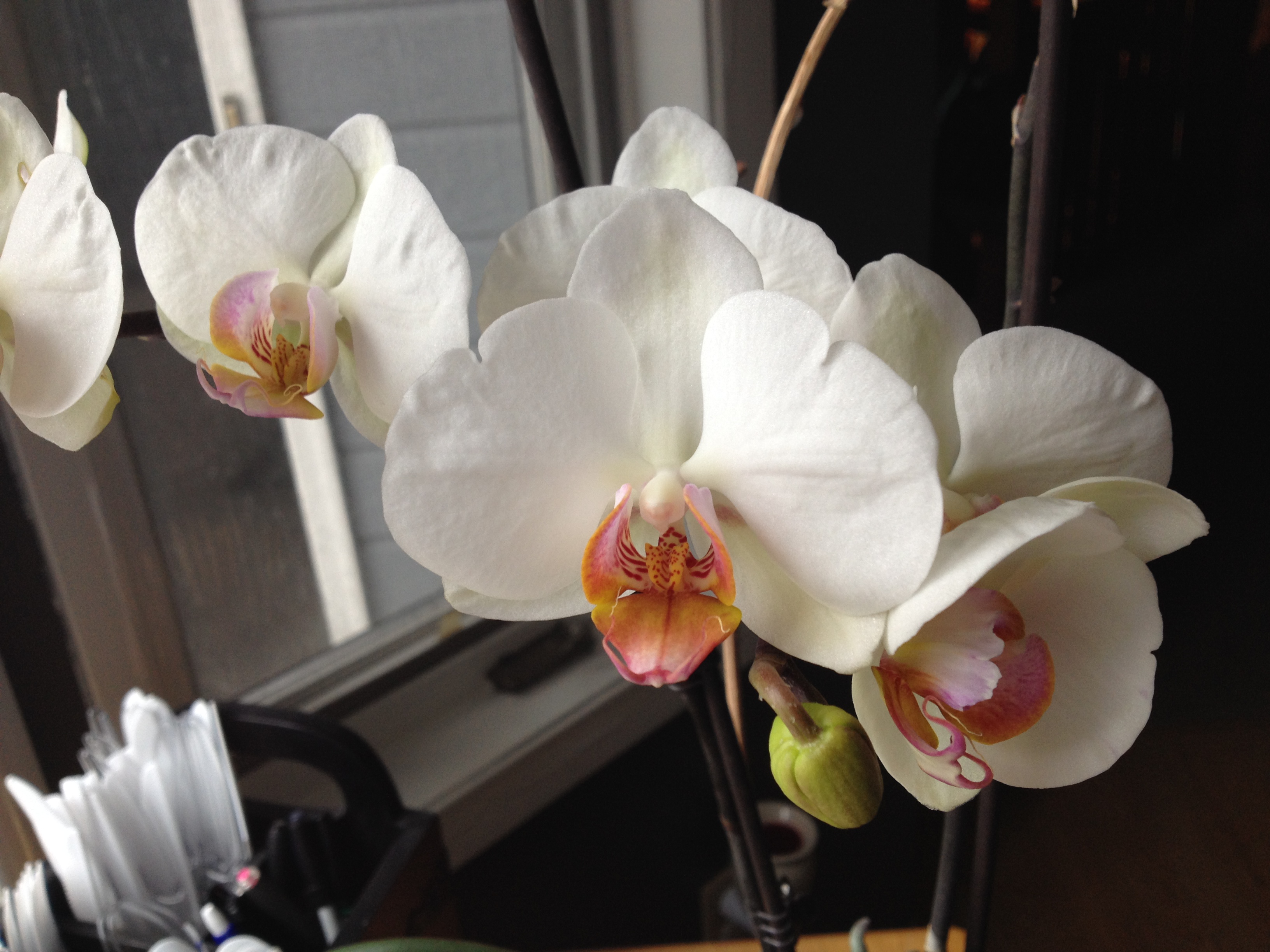 on the orchid that has been telling my story